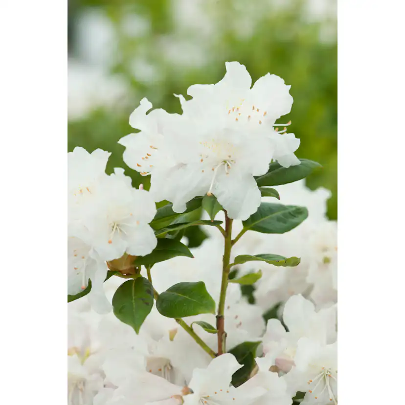 Rhododendron Amerikansk Alpros Omnia Garden Dora Amateis 25-30 cm