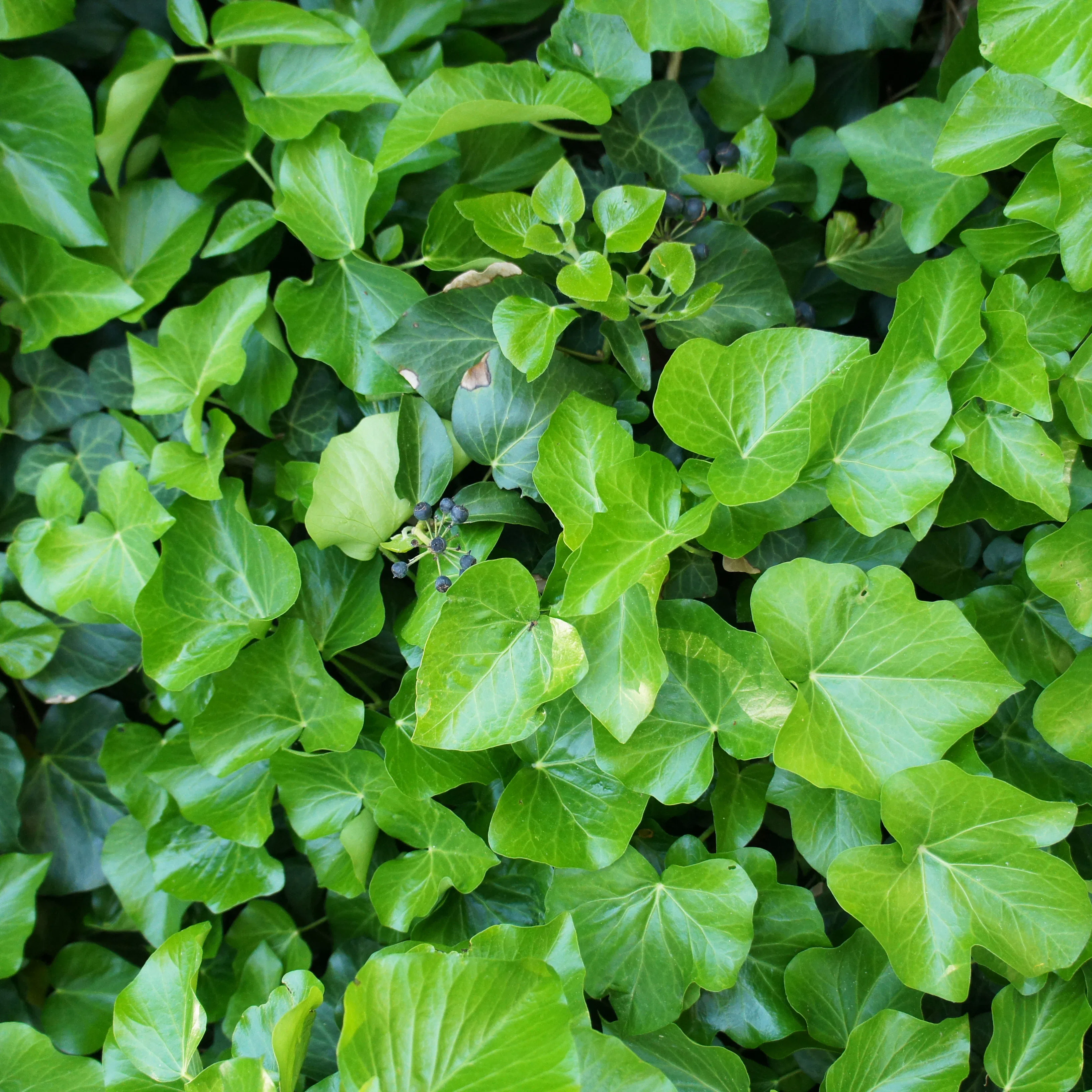 Murgröna Omnia Garden Storbladig