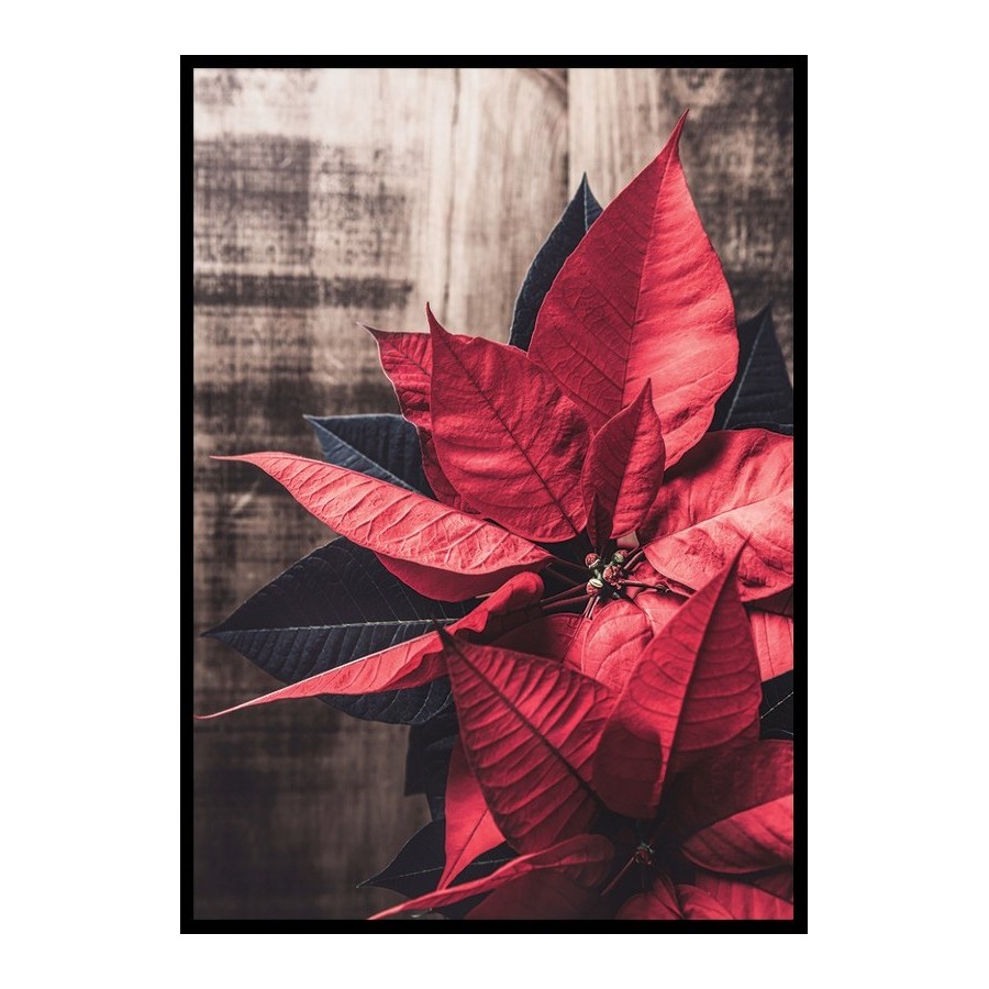 Poster Gallerix Christmas Poinsettia