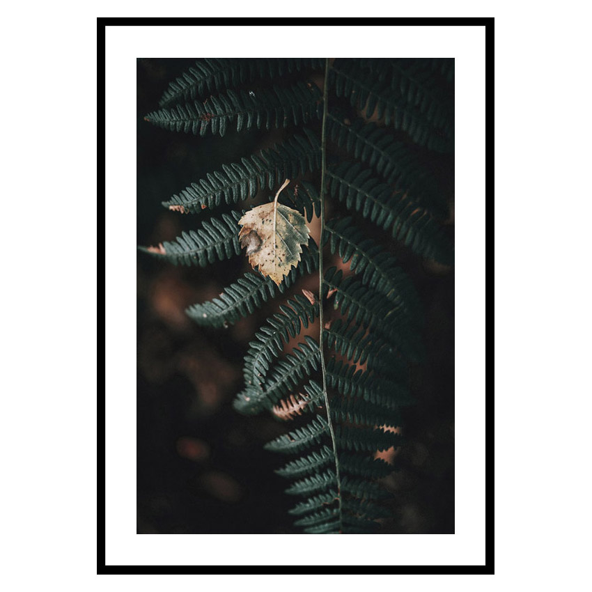 Poster Gallerix Fern No1