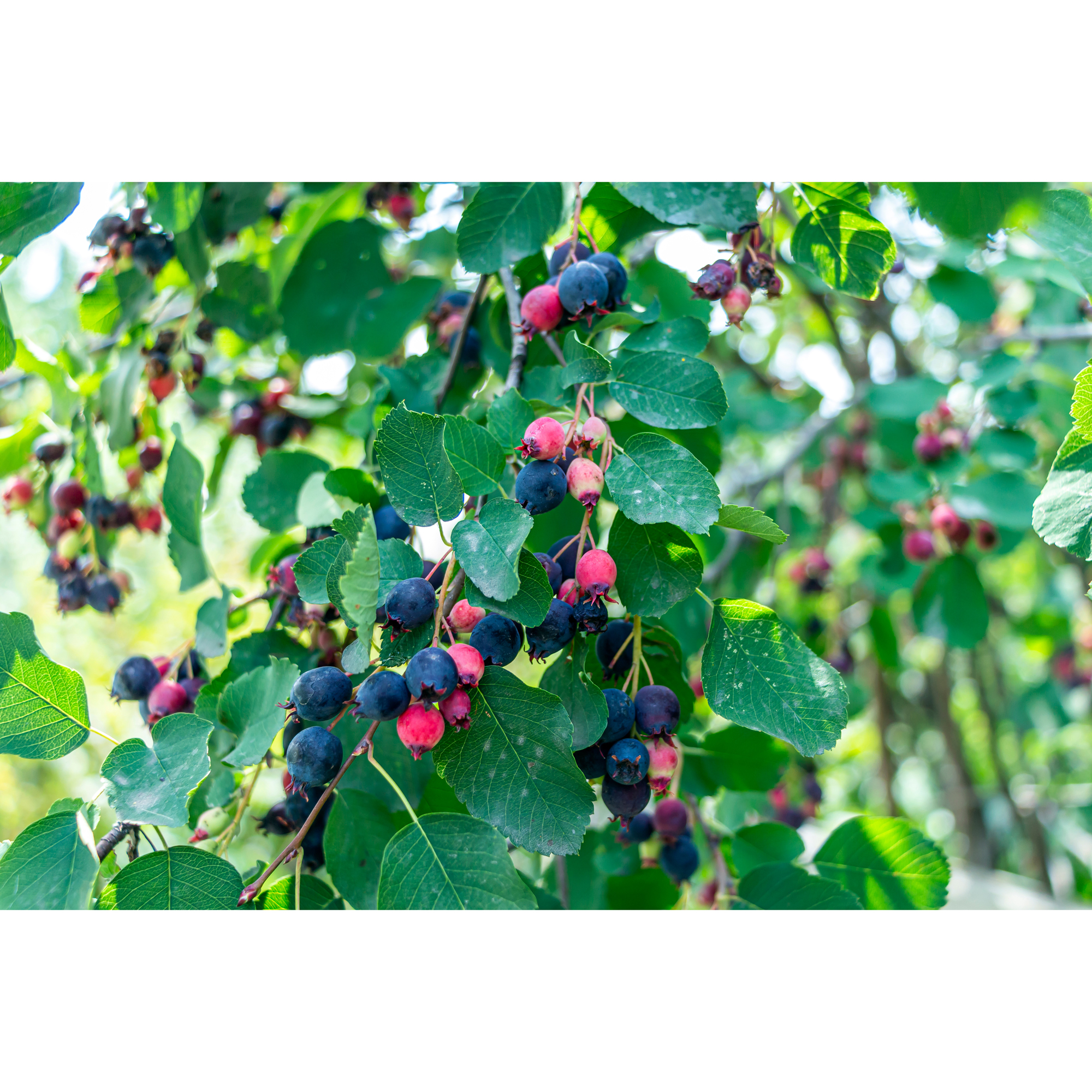Bärhäggmispel Omnia Garden 20-40cm
