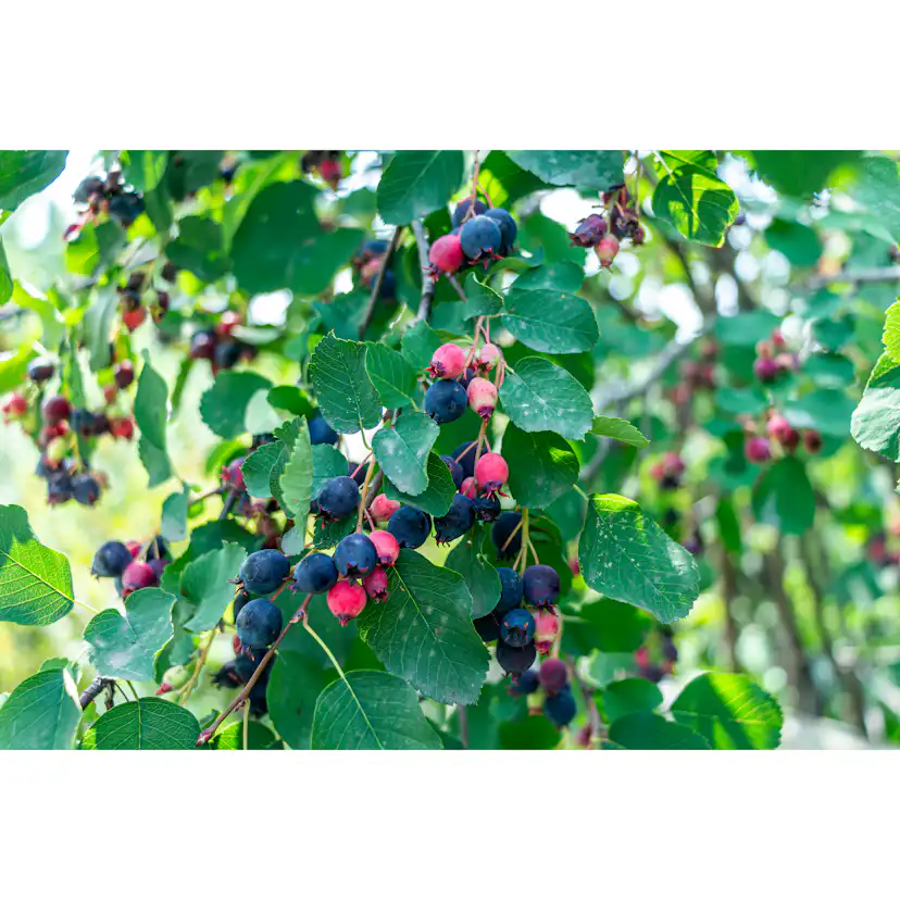 Bärhäggmispel Omnia Garden 20-40cm