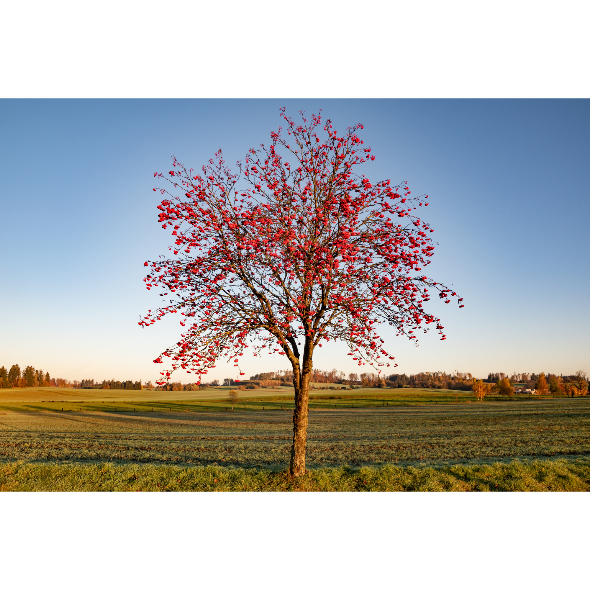 Prydnadsträd Omnia Garden Rönn