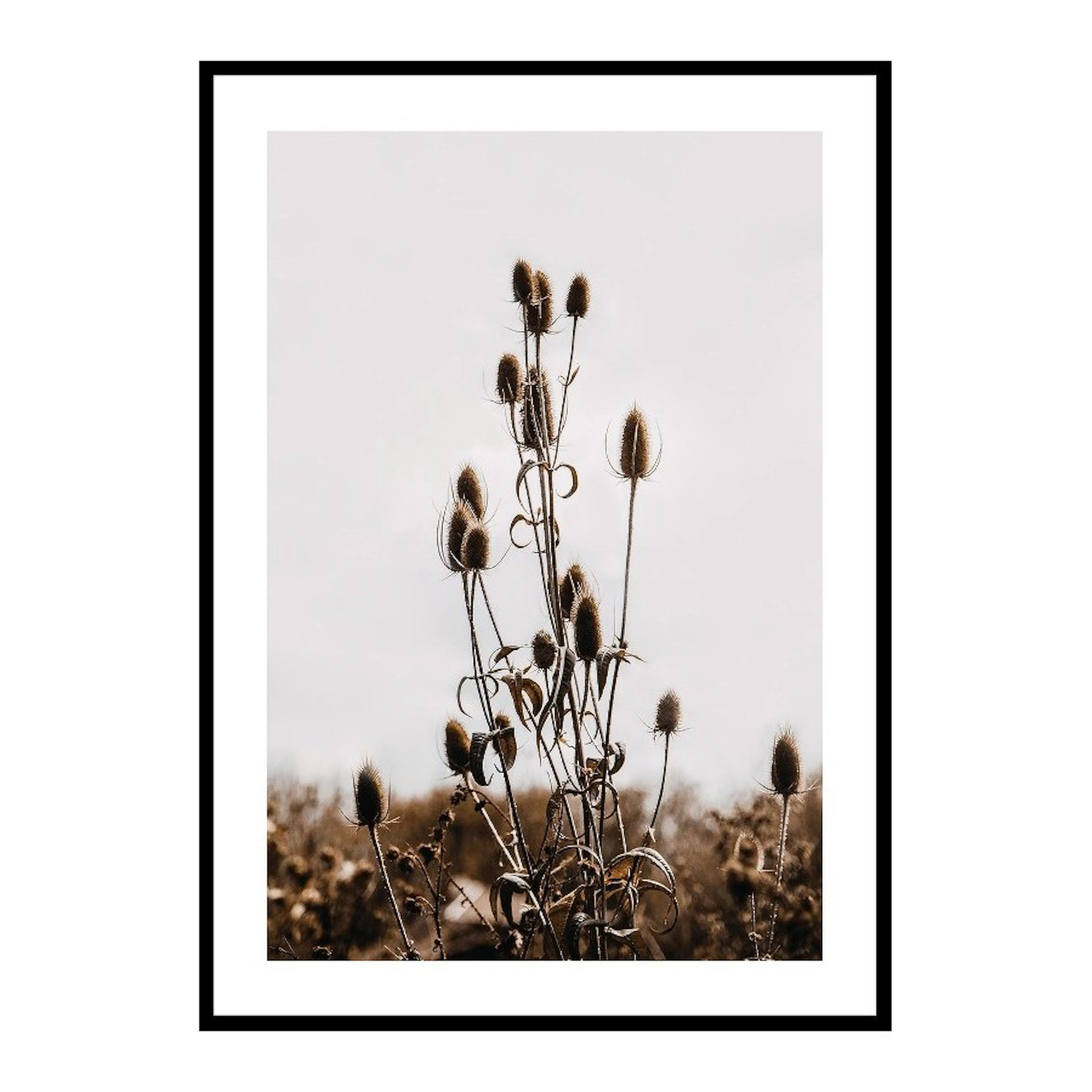 Poster Gallerix Reeds