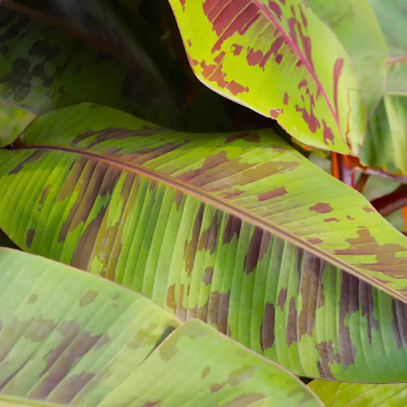 Prydnadsväxt Omnia Garden Röd Banan ‘Ever Red’ Med Stora Blad