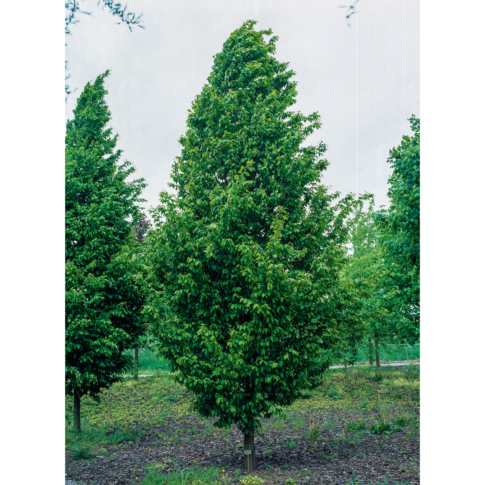 Avenbok Omnia Garden Carpinus Betulus Frans Fontaine Högstam