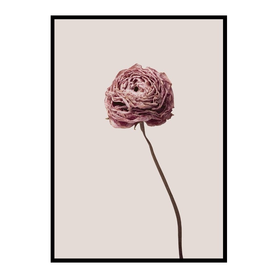 Poster Gallerix Buttercup Flower