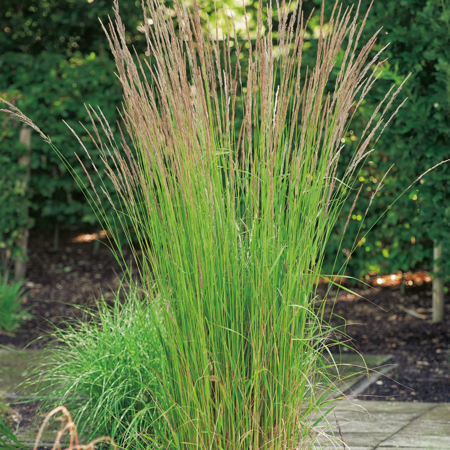 Calamagrostis x acutiflora 'Karl Foerster', 2 L 1-pack