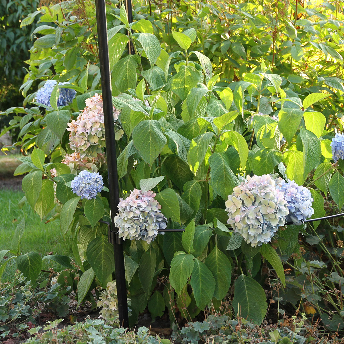 Buskstöd Flexigarden Delta
