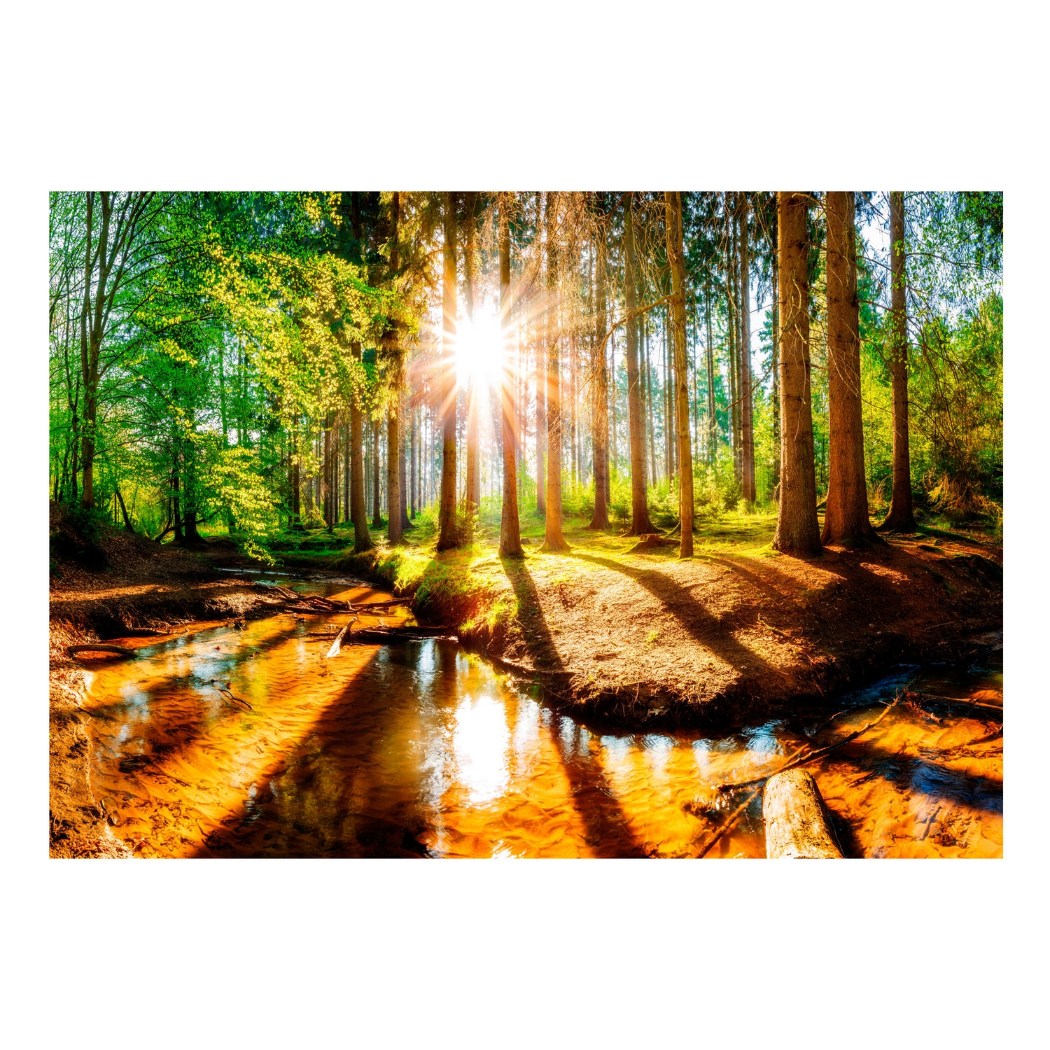 Fototapet Arkiio Självhäftande Marvelous Forest