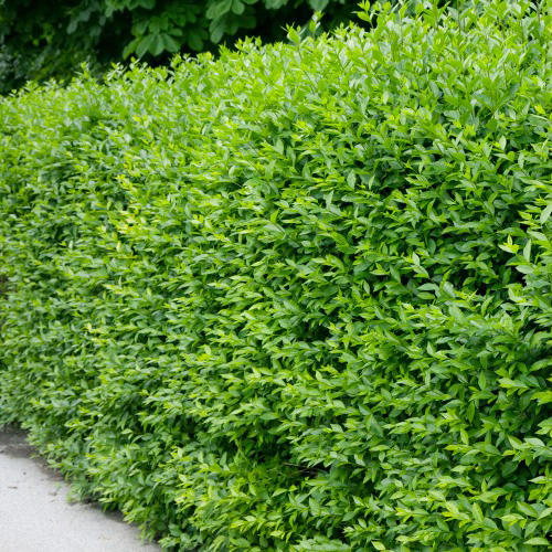 Häck Omnia Garden Vinterliguster Liga 30-50 cm