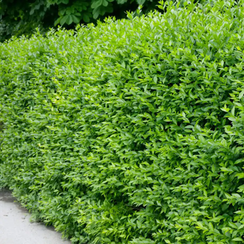 Häck Omnia Garden Vinterliguster Liga 50-80 cm 6-10 Grenar
