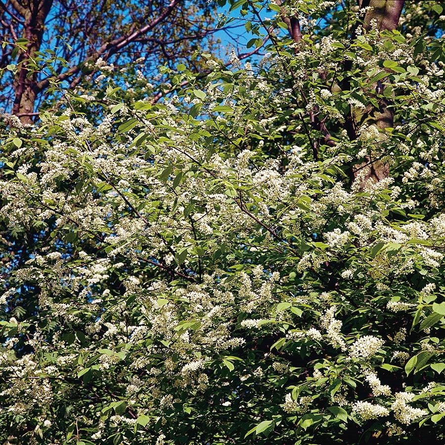 Prydnadsbuske Hägg Omnia Garden 100-125cm