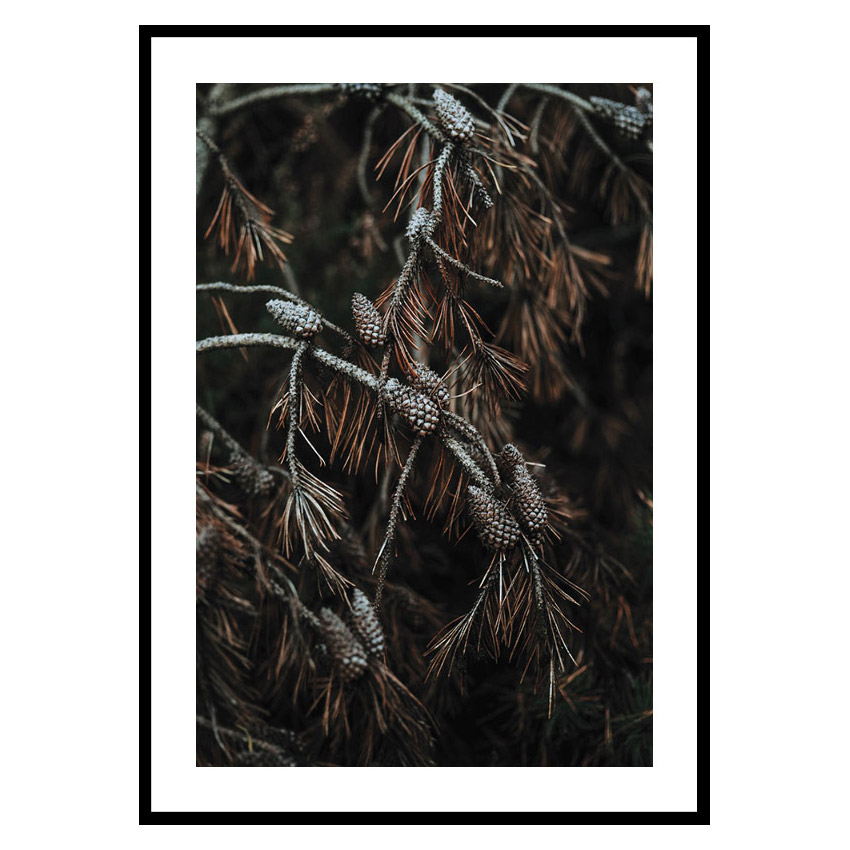 Poster Gallerix Tree Cones Dark