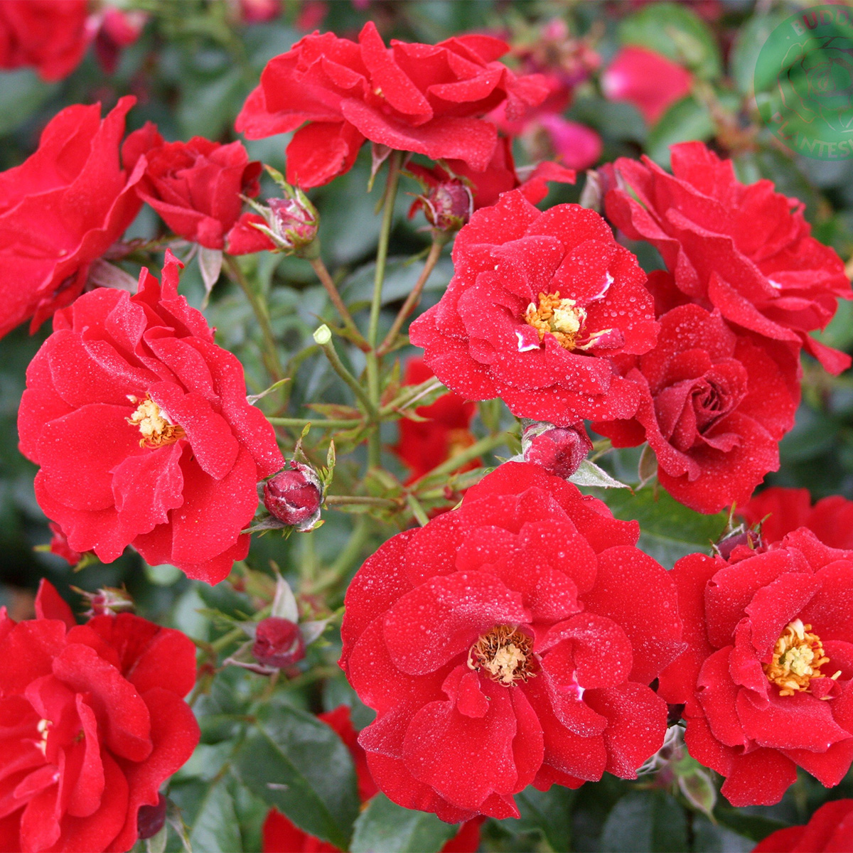 Ros Omnia Garden Marktäckande Austriana