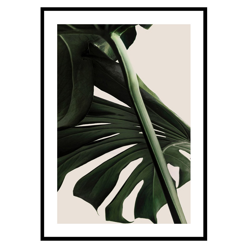 Poster Gallerix Monstera One