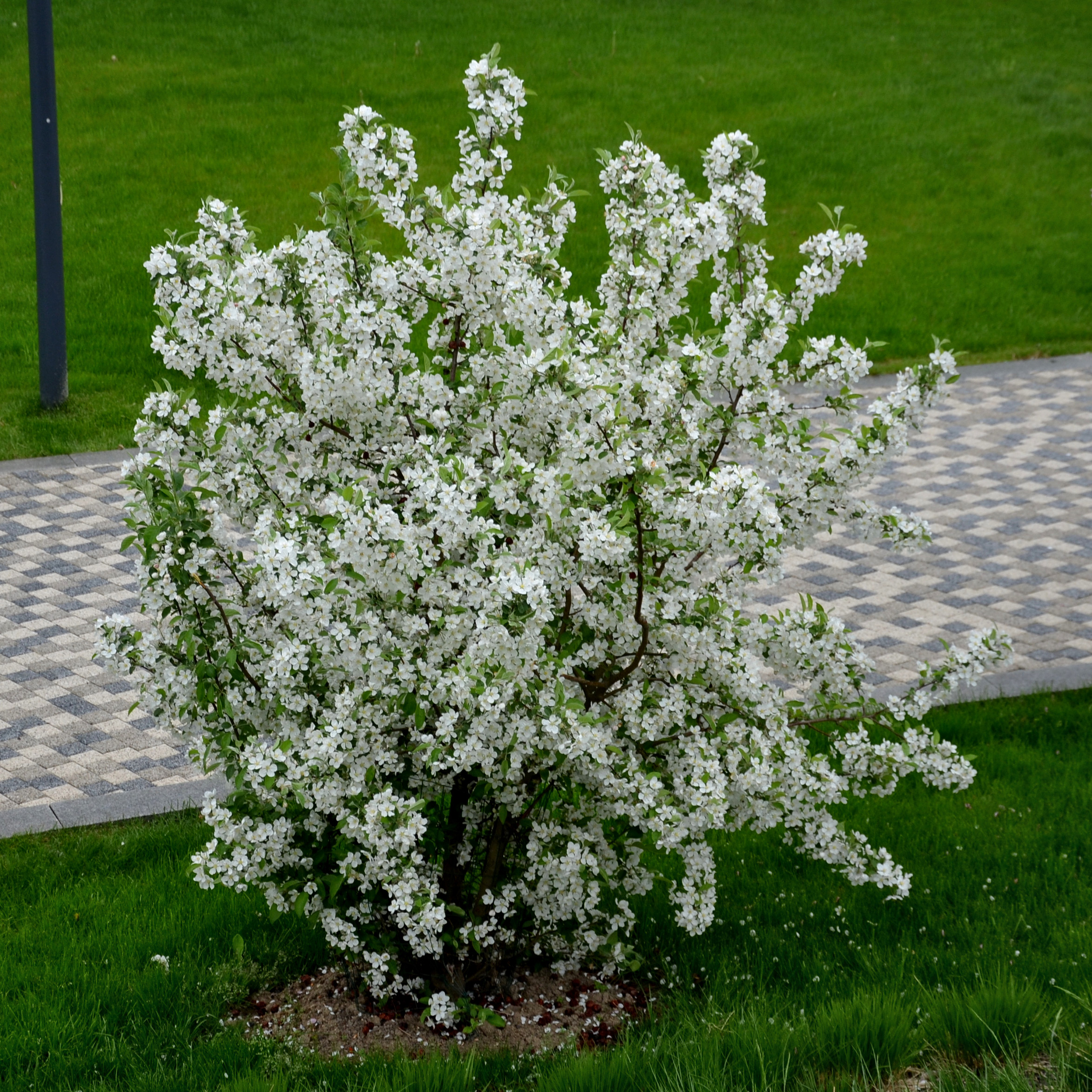 Häck Omnia Garden Bukettapel