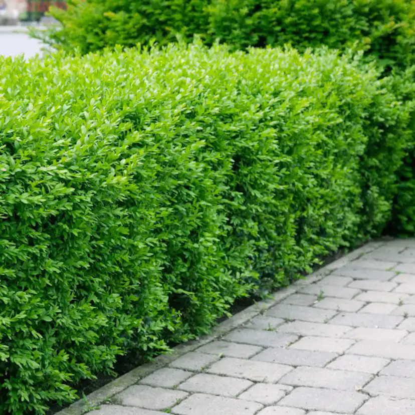 Häck Omnia Garden Vinterliguster Liga 50-80 cm 6-10 Grenar