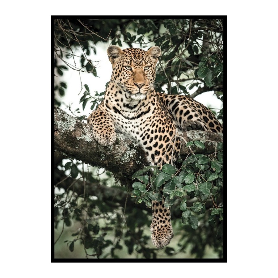 Poster Gallerix Leopard In Tree