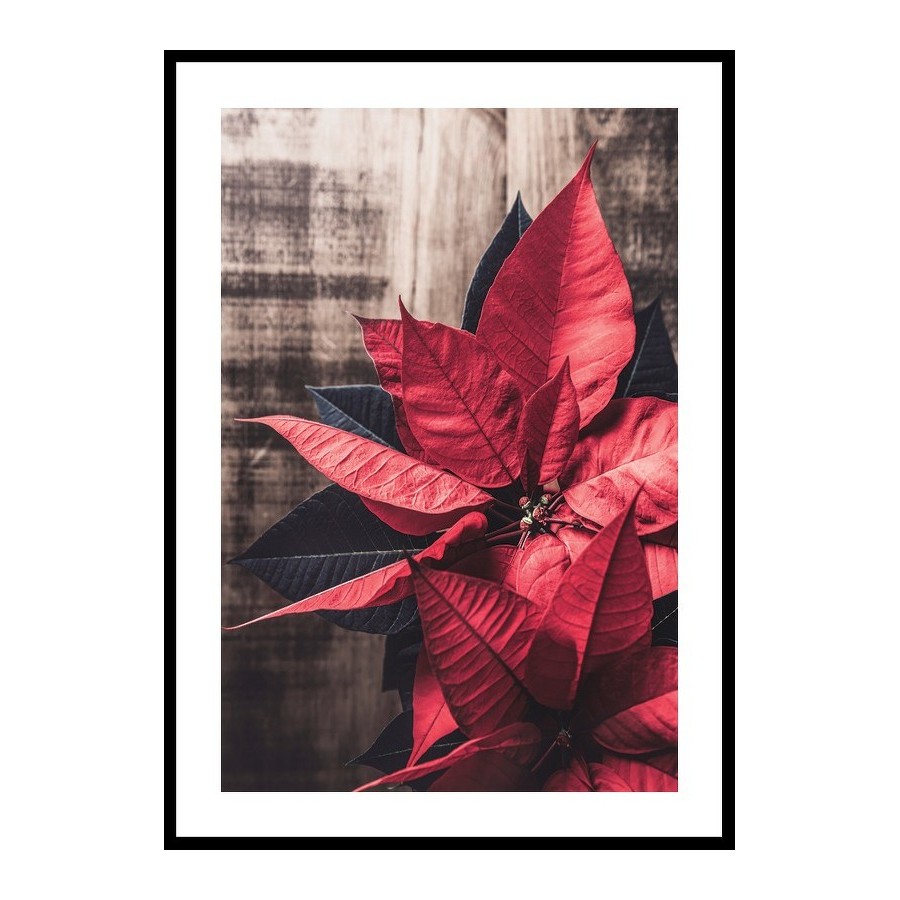 Poster Gallerix Christmas Poinsettia