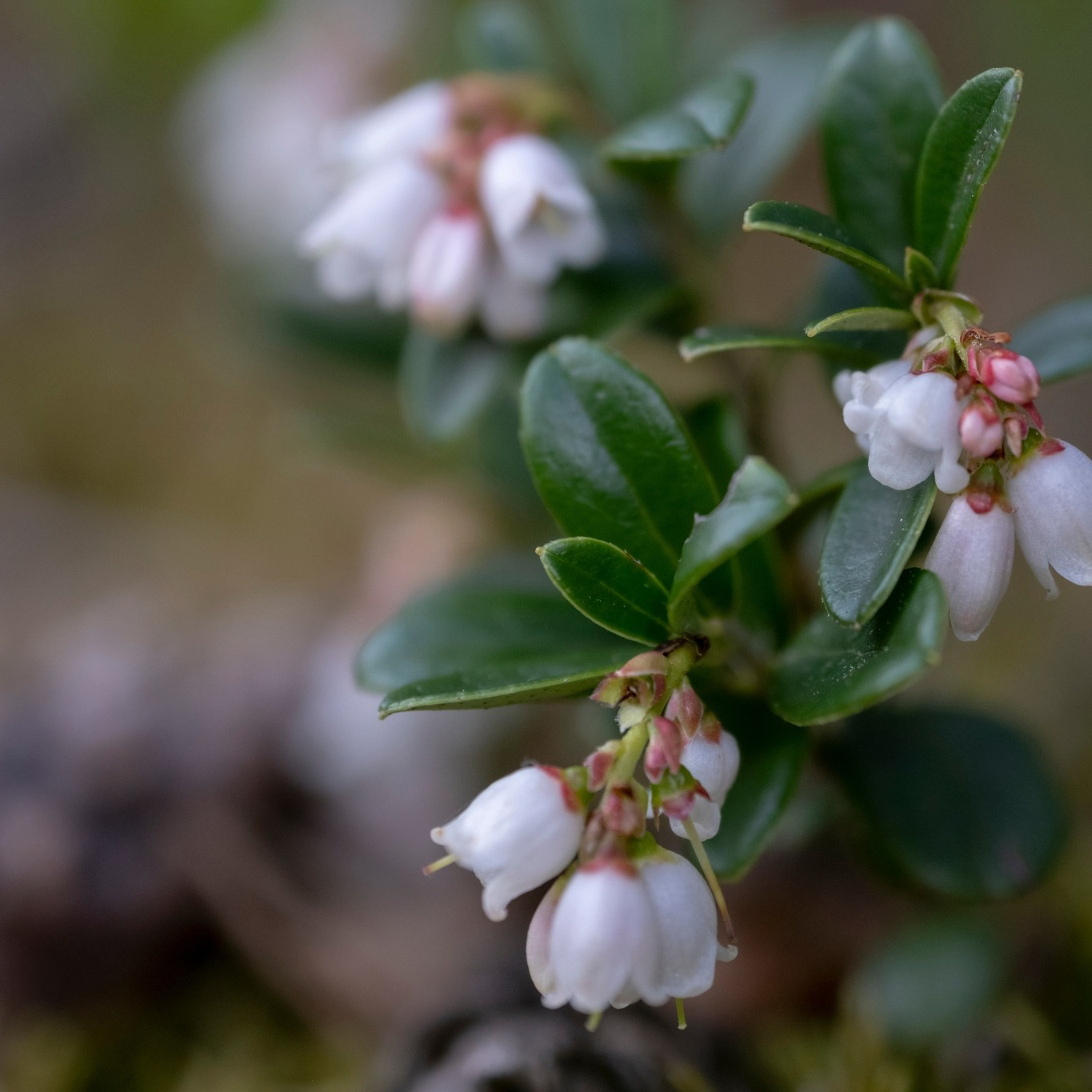 Bärbuske Omnia Garden Vaccinium Vitis-Idaea Balsgård Sussi