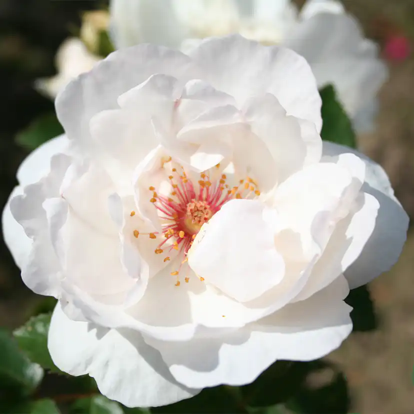 Storblommig Buskros Omnia Garden Jacqueline du Pré