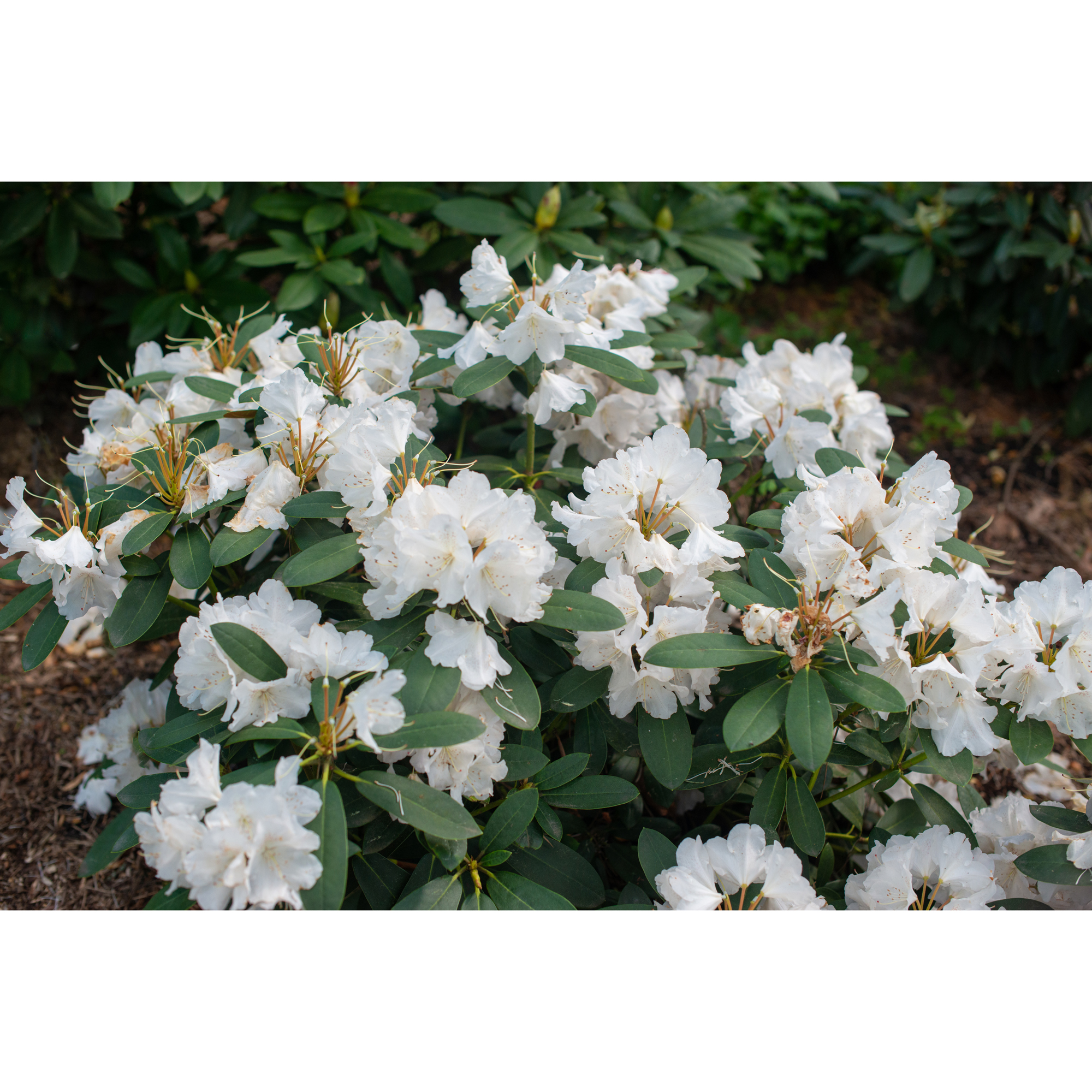 Rhododendron Omnia Garden Schneekrone 25-30 cm