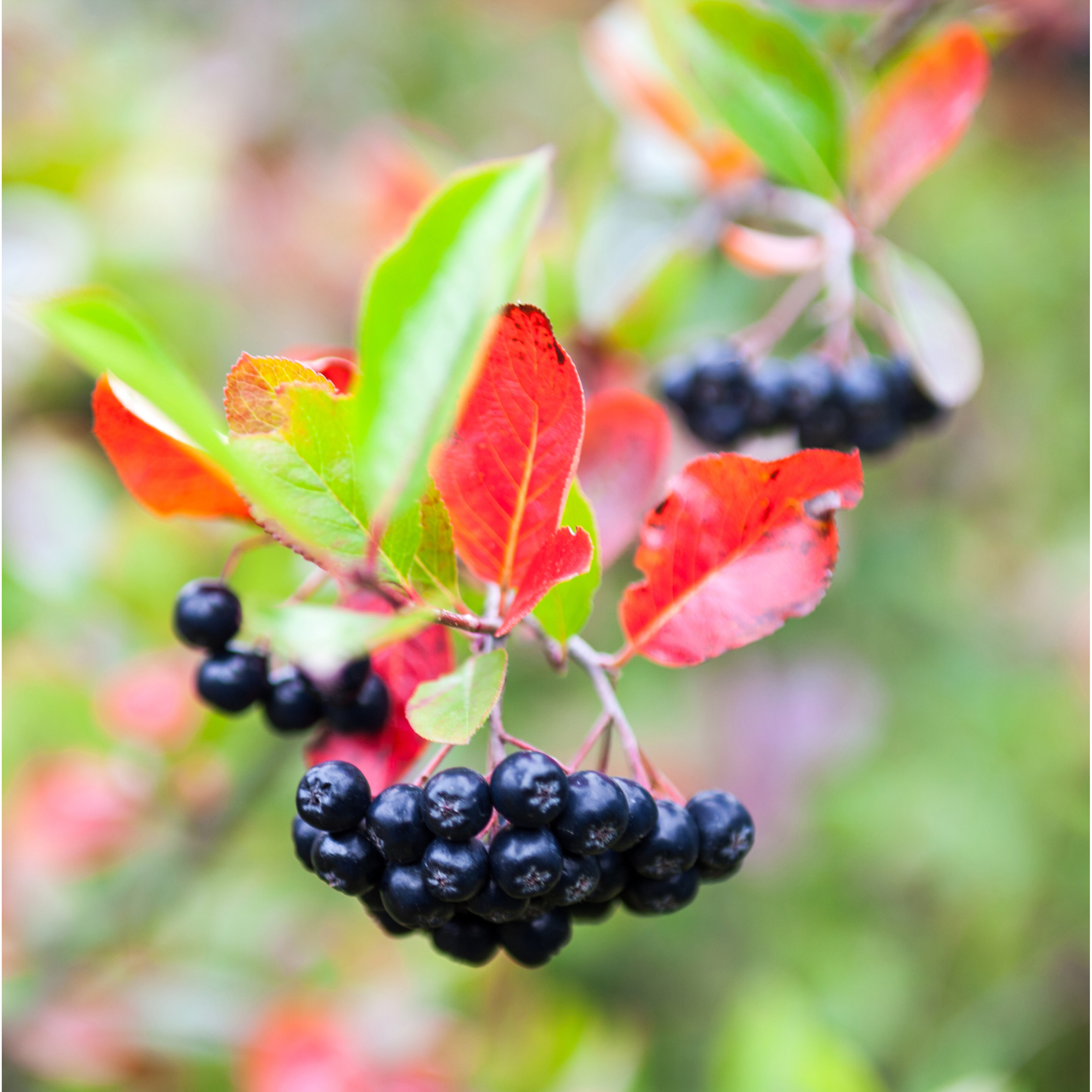 Buske Omnia Garden Svartaronia Aronia Mel Hugin 20-40 cm