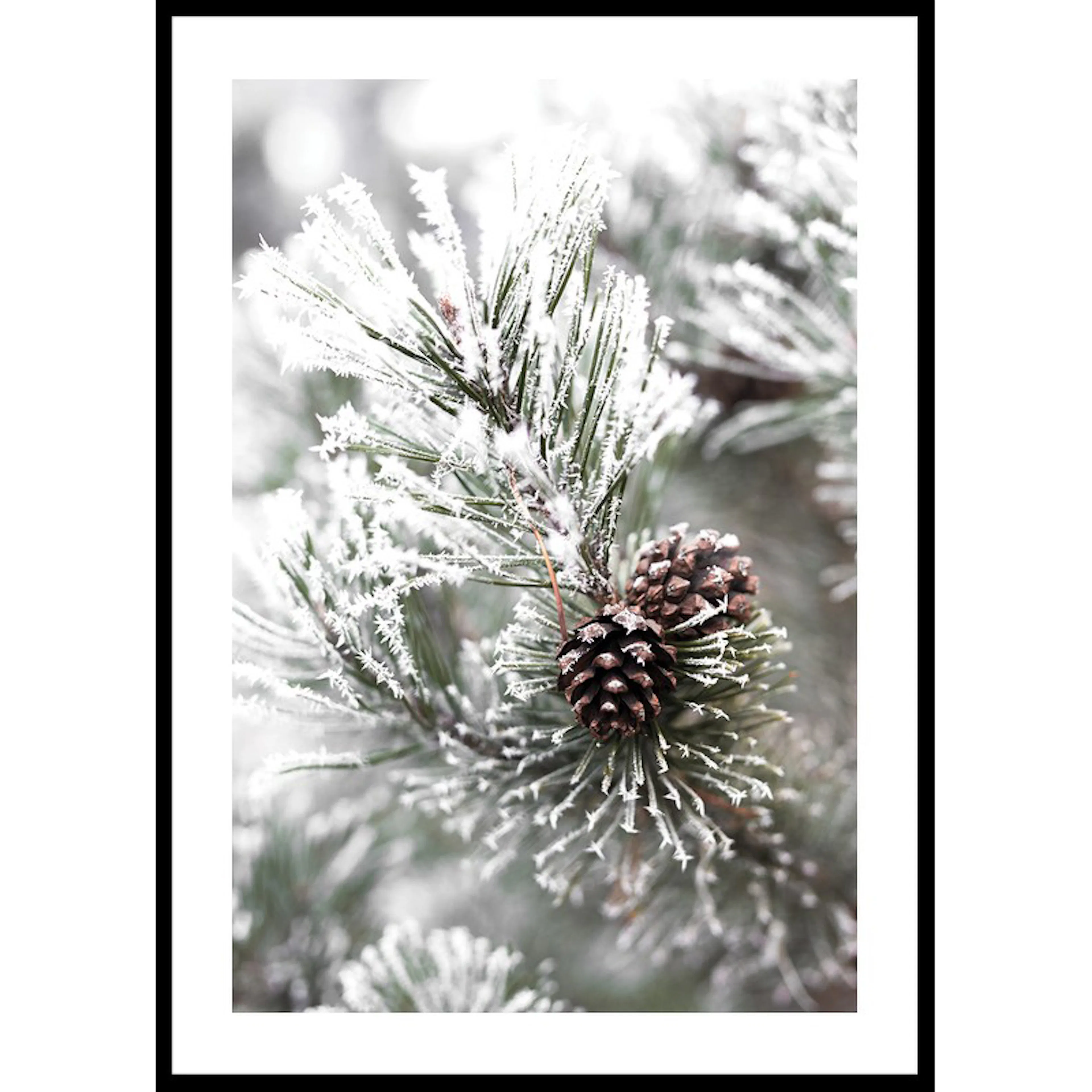 Snowy Fir Branch 30x40 30x40 cm