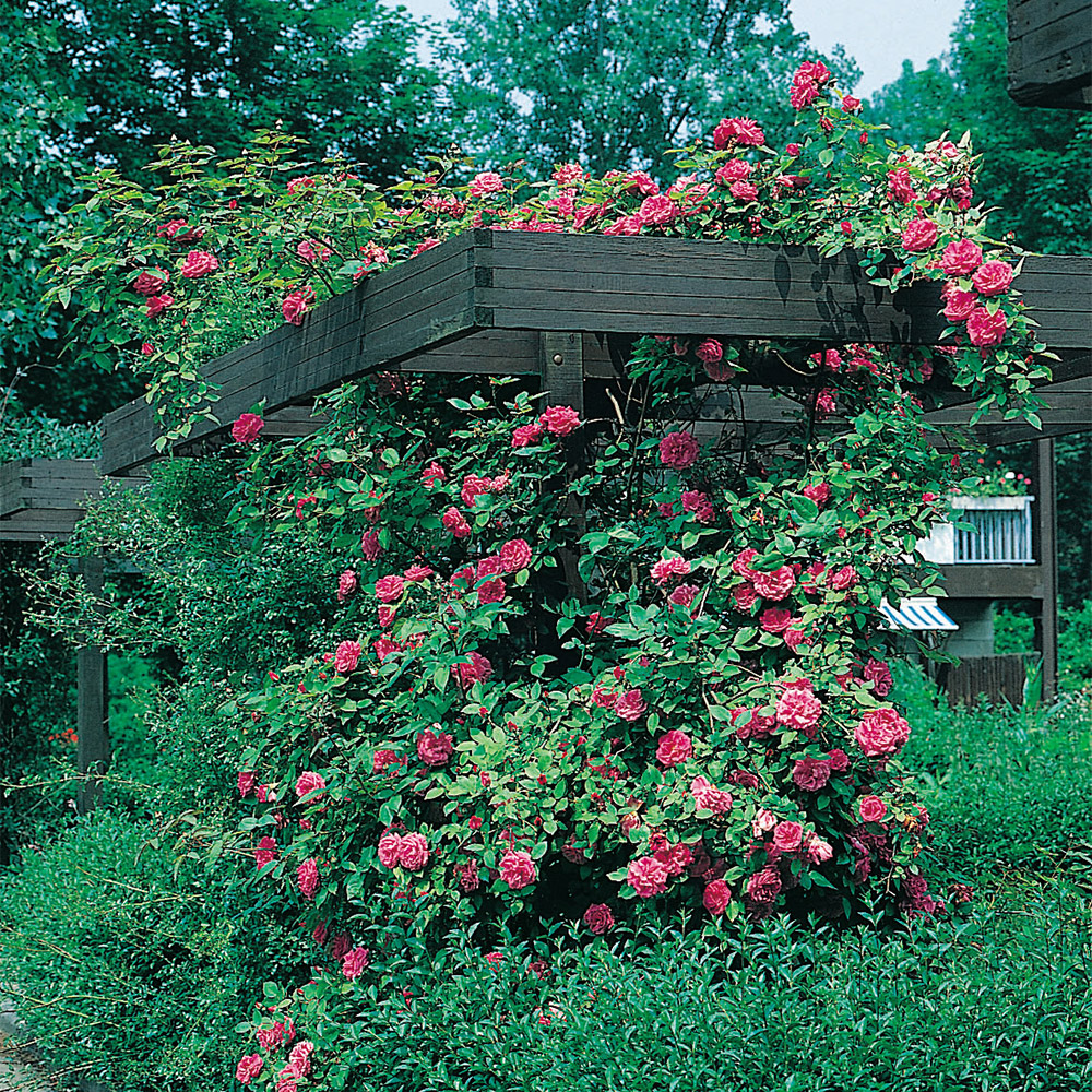 Storblommig Buskros Omnia Garden Maidens Blush