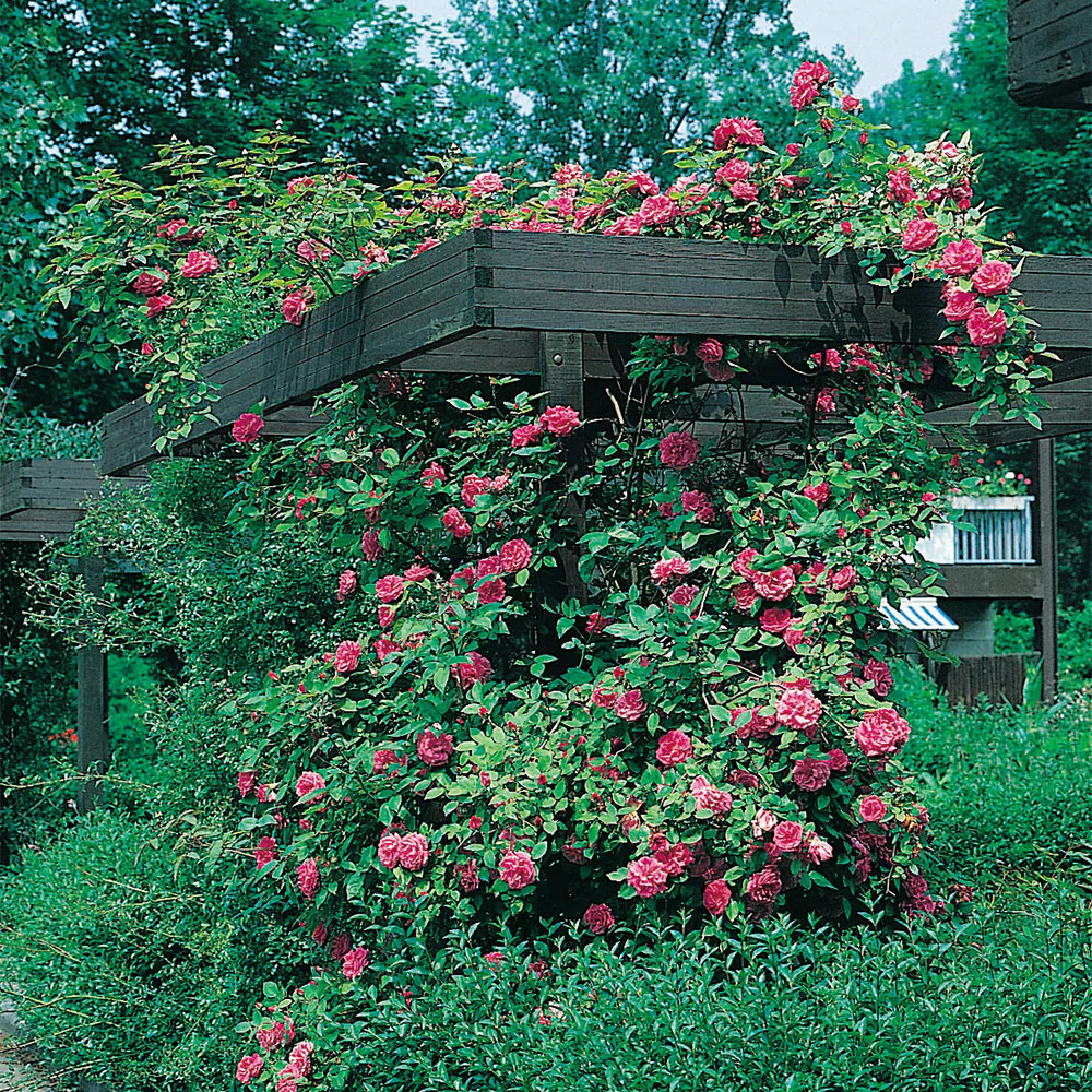 Storblommig Buskros Omnia Garden Maidens Blush