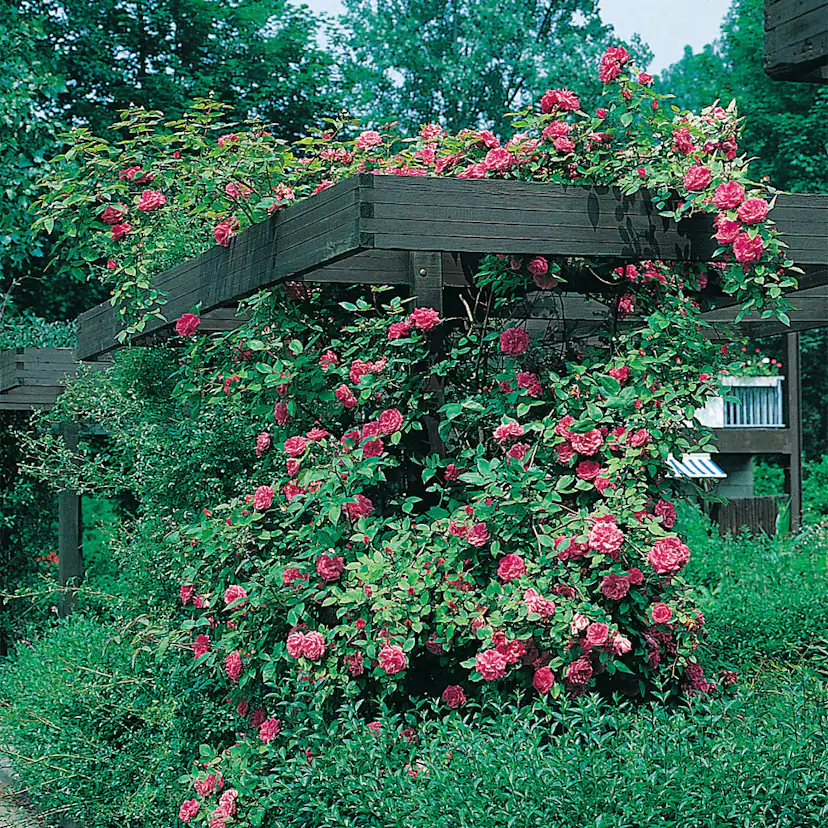 Storblommig Buskros Omnia Garden Maidens Blush