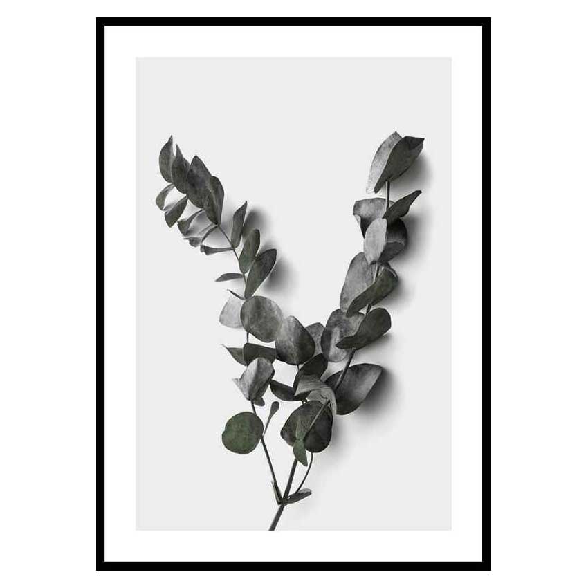 Poster Gallerix Eucalyptus No3