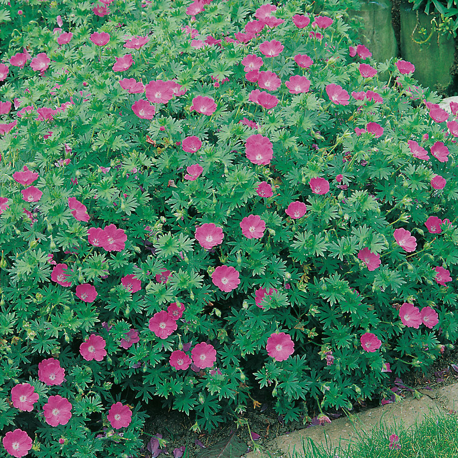 Rabattblomma Omnia Garden Blodnäva Geranium Sanguineum