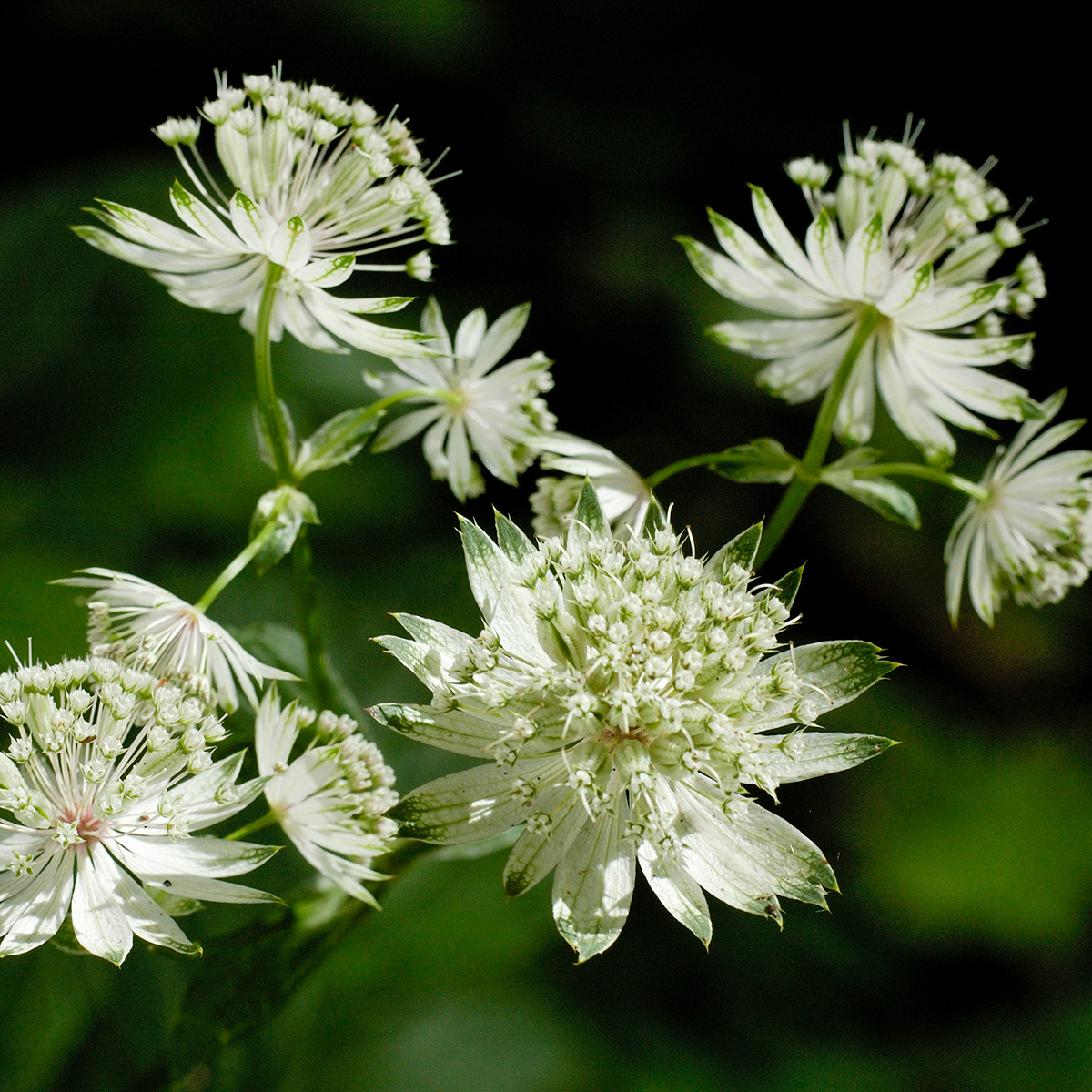Prydnadsperenn Omnia Garden Stjärnflocka Star of Billion