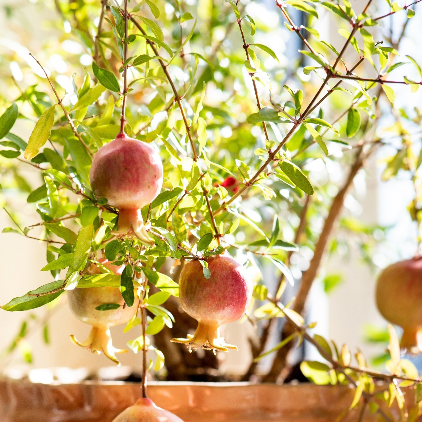 Granatäpple Omnia Garden Punica Granatum