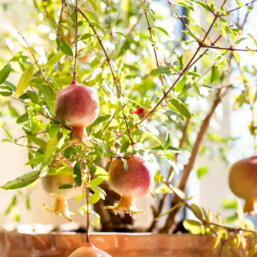Granatäpple Omnia Garden Punica Granatum
