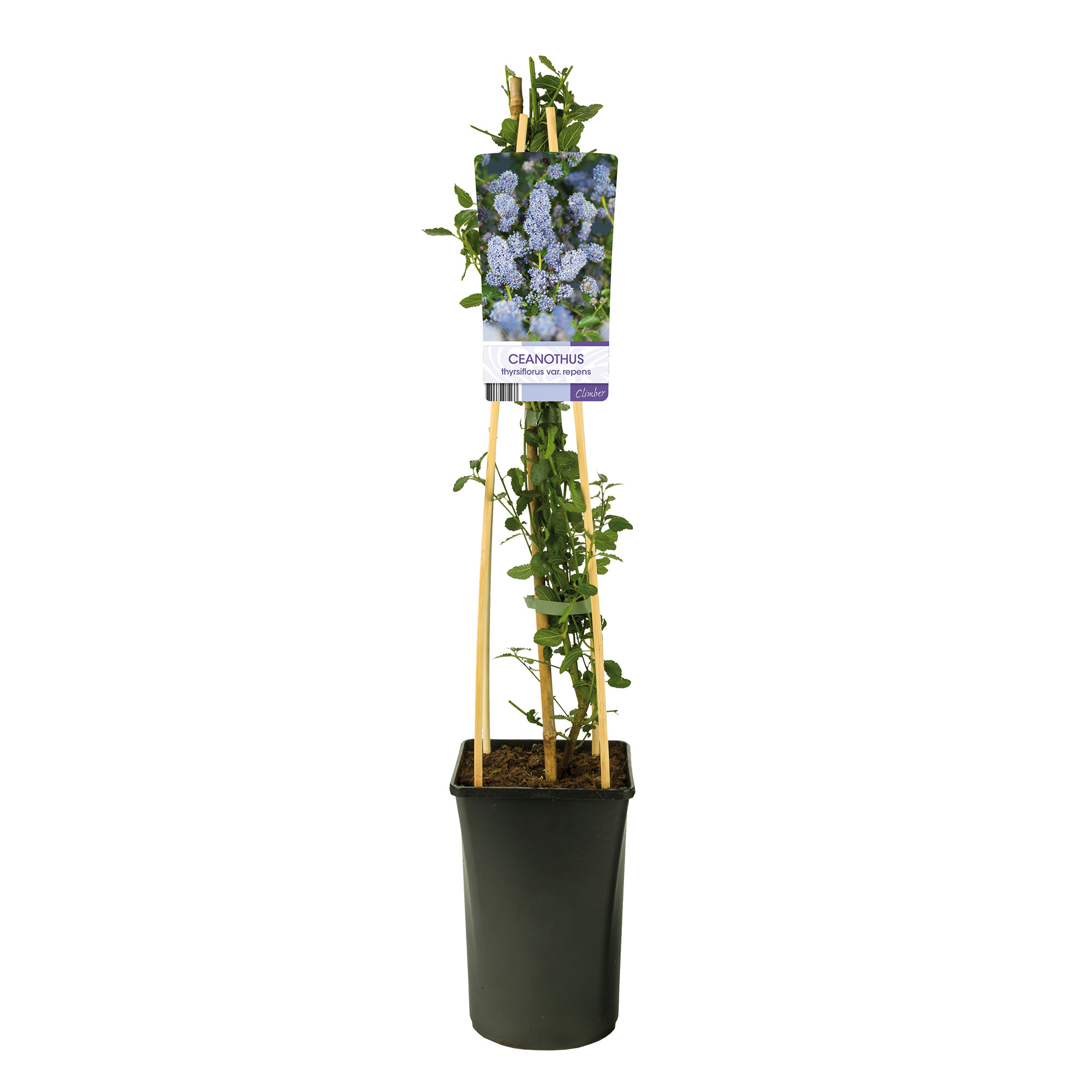 Klätterväxt Blå Säckbuske Omnia Garden 40-60 cm