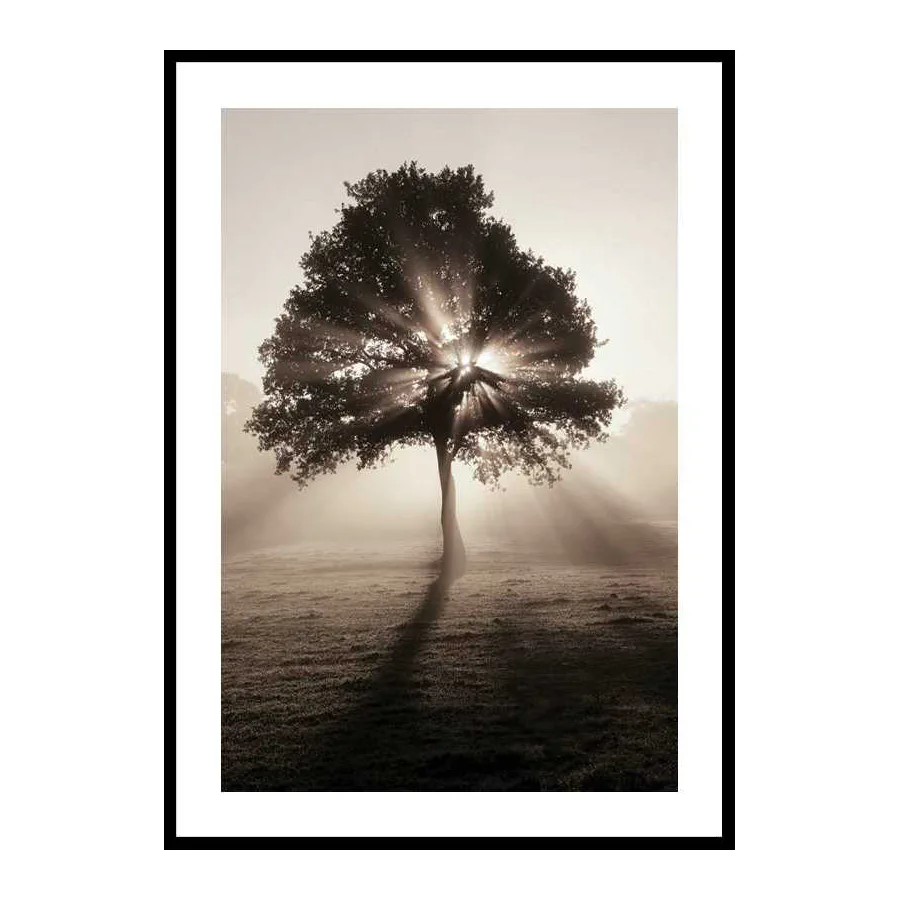 Tree In Sunrise 30x40 cm