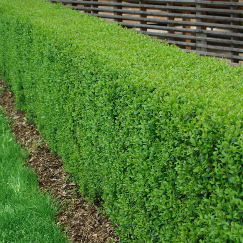 Häck Omnia Garden Liguster 40-60 cm