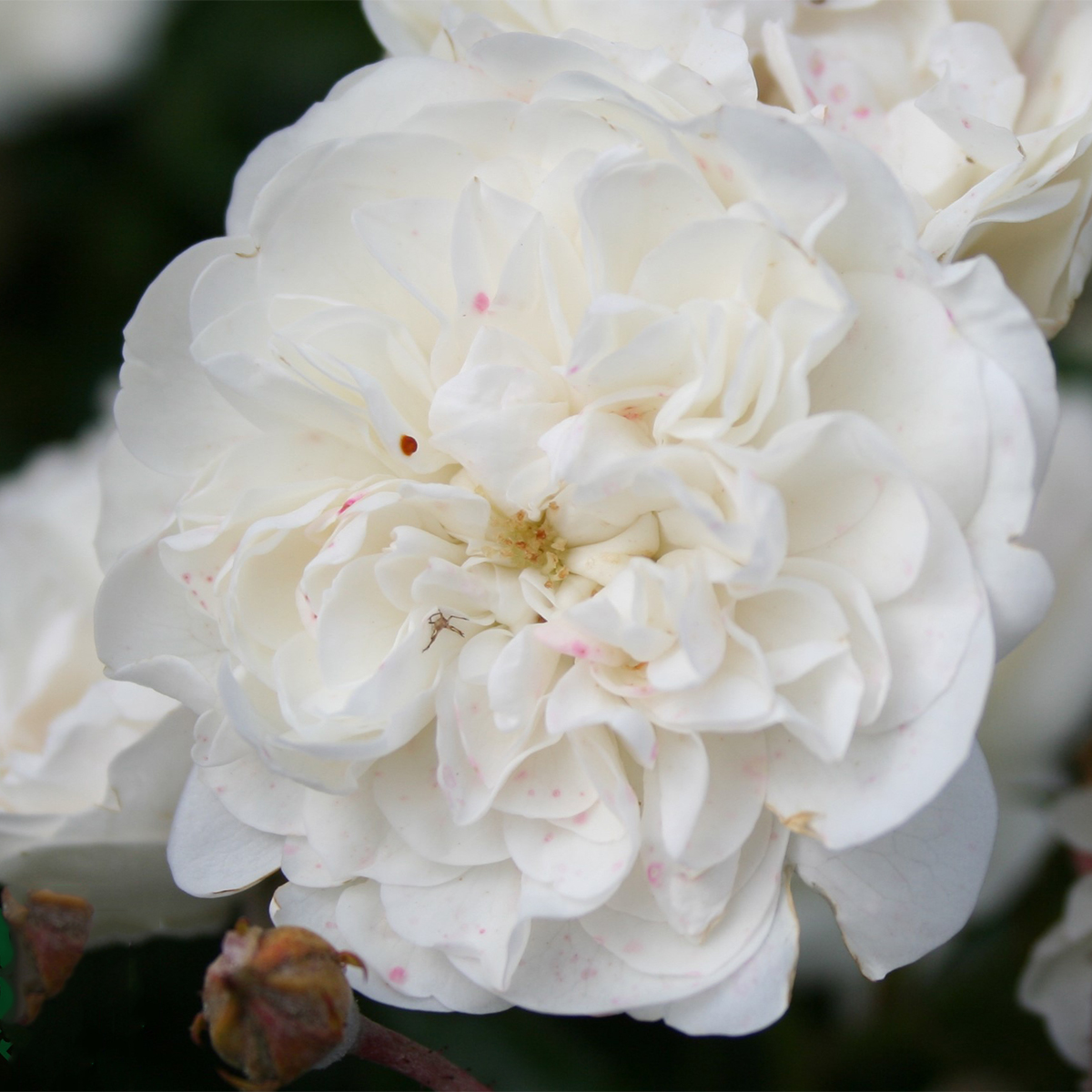 Ros Omnia Garden Marktäckande Sea Foam