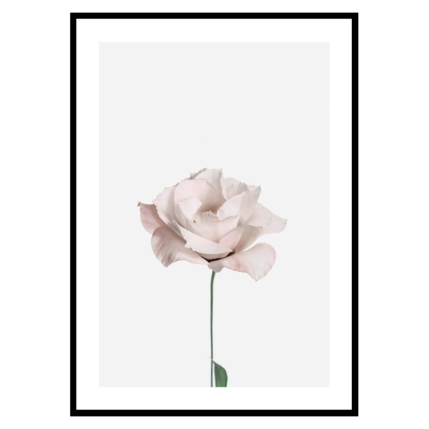 Poster Gallerix Pink Rose No2