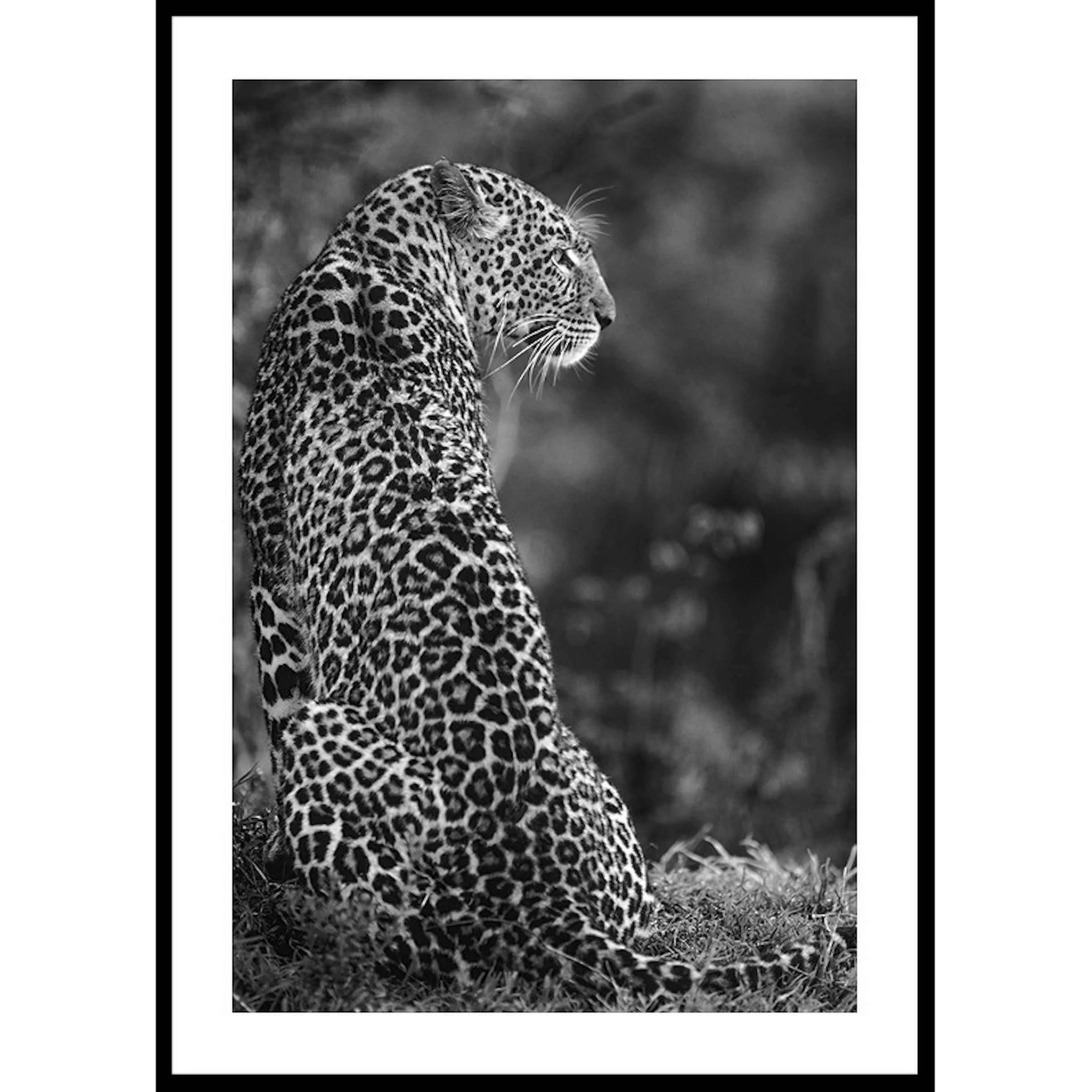 Jaguar B&W 50x70 50x70 cm