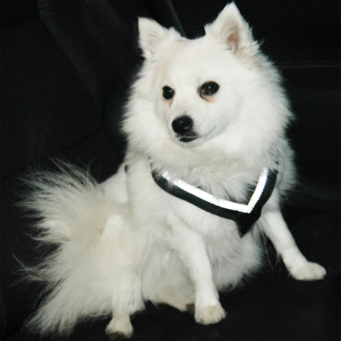 Hundsele MIM AllSafe S