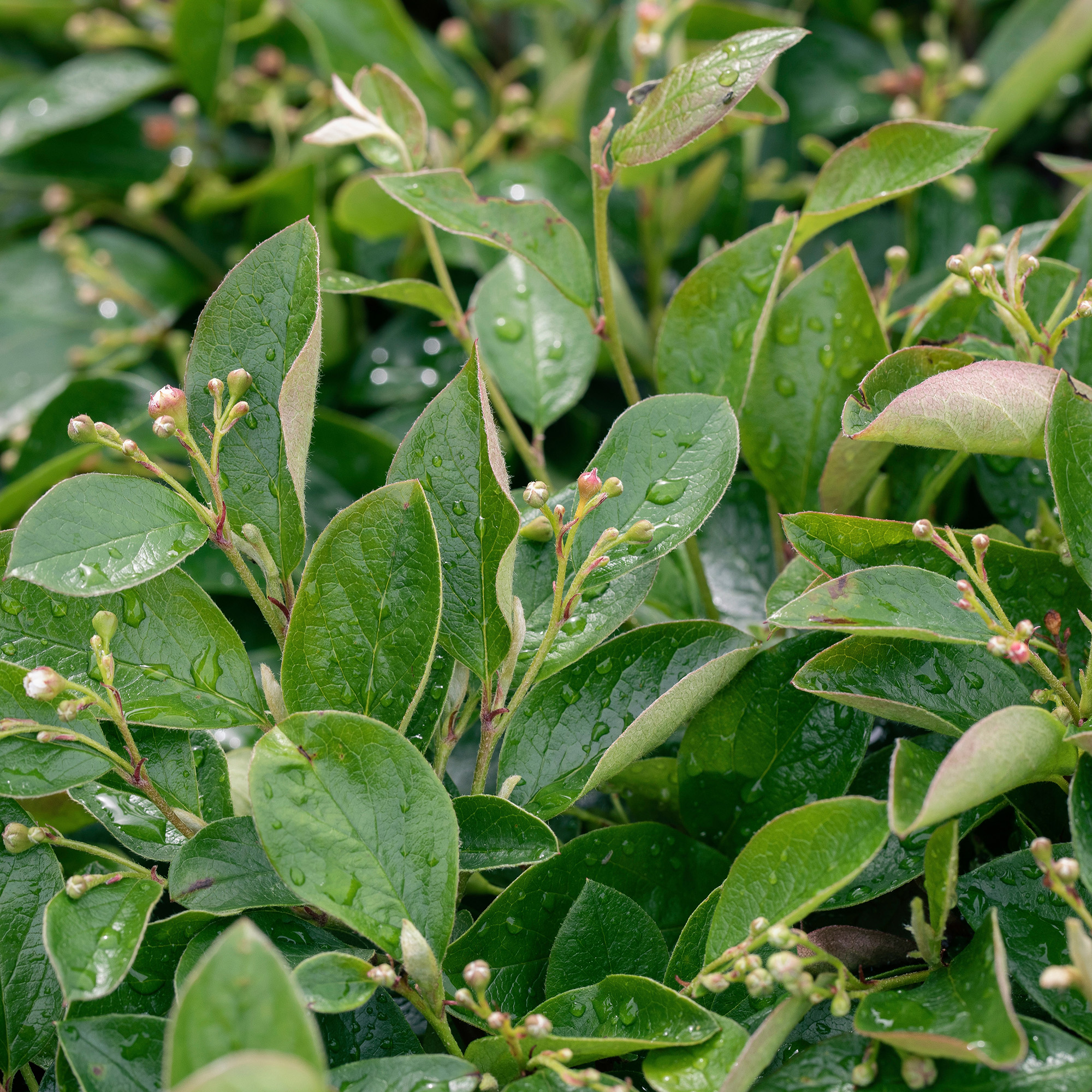 Häckoxbär Omnia Garden 30-50 cm