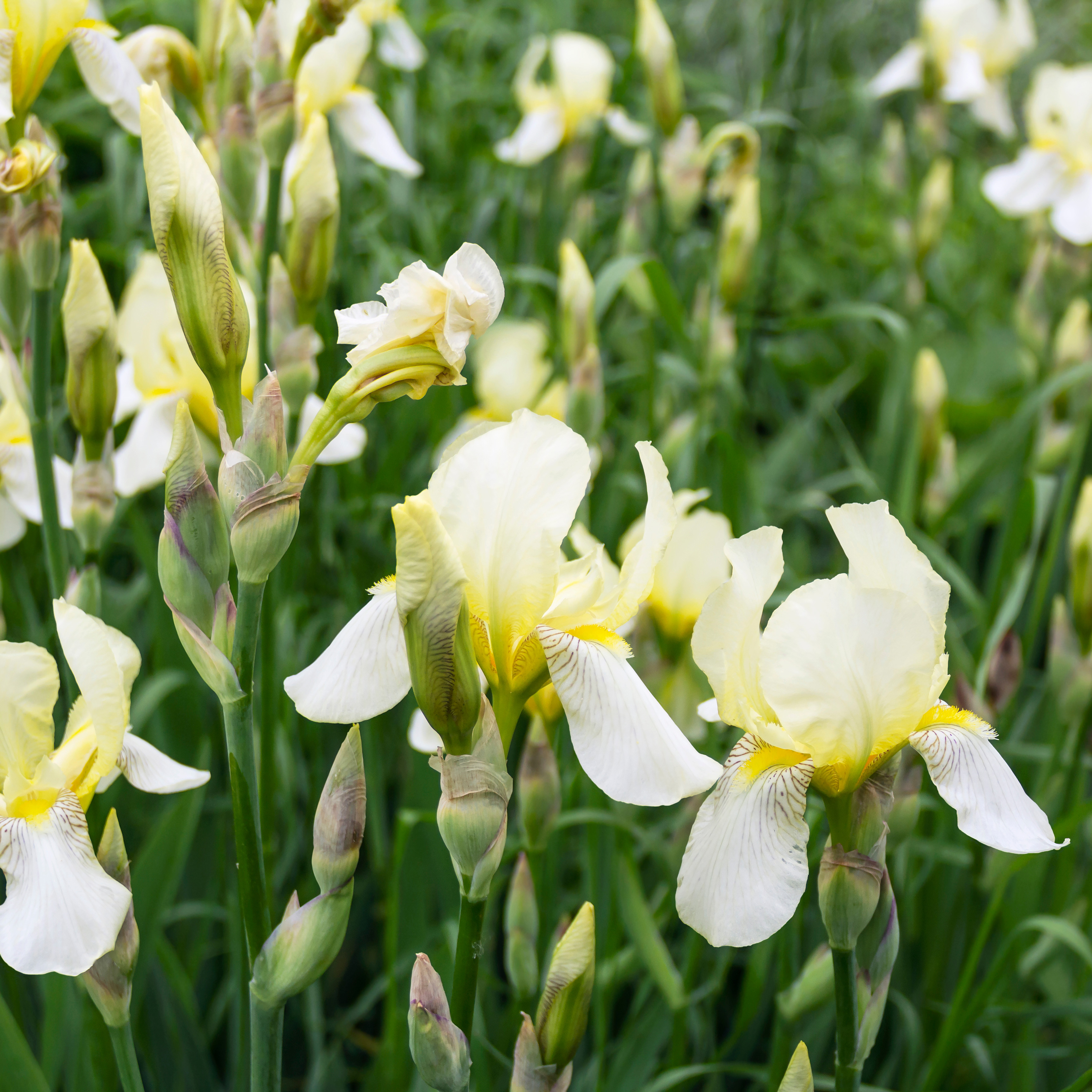 Rabattblomma Omnia Garden Fläder Bålsta 20-40cm