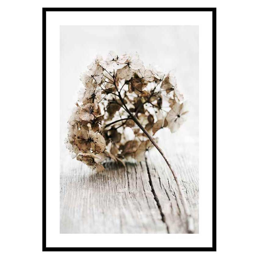 Poster Gallerix Dried Field Flower No1