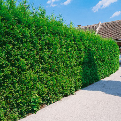 Häck Omnia Garden Häcktuja 50-80 cm