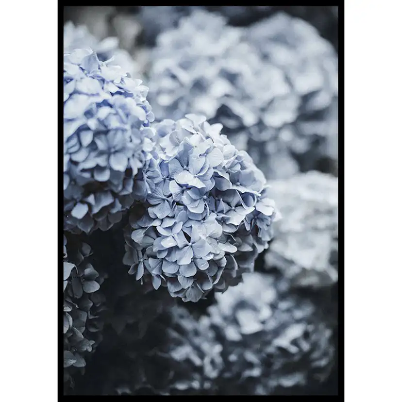 Poster Gallerix Blue Hydrangea