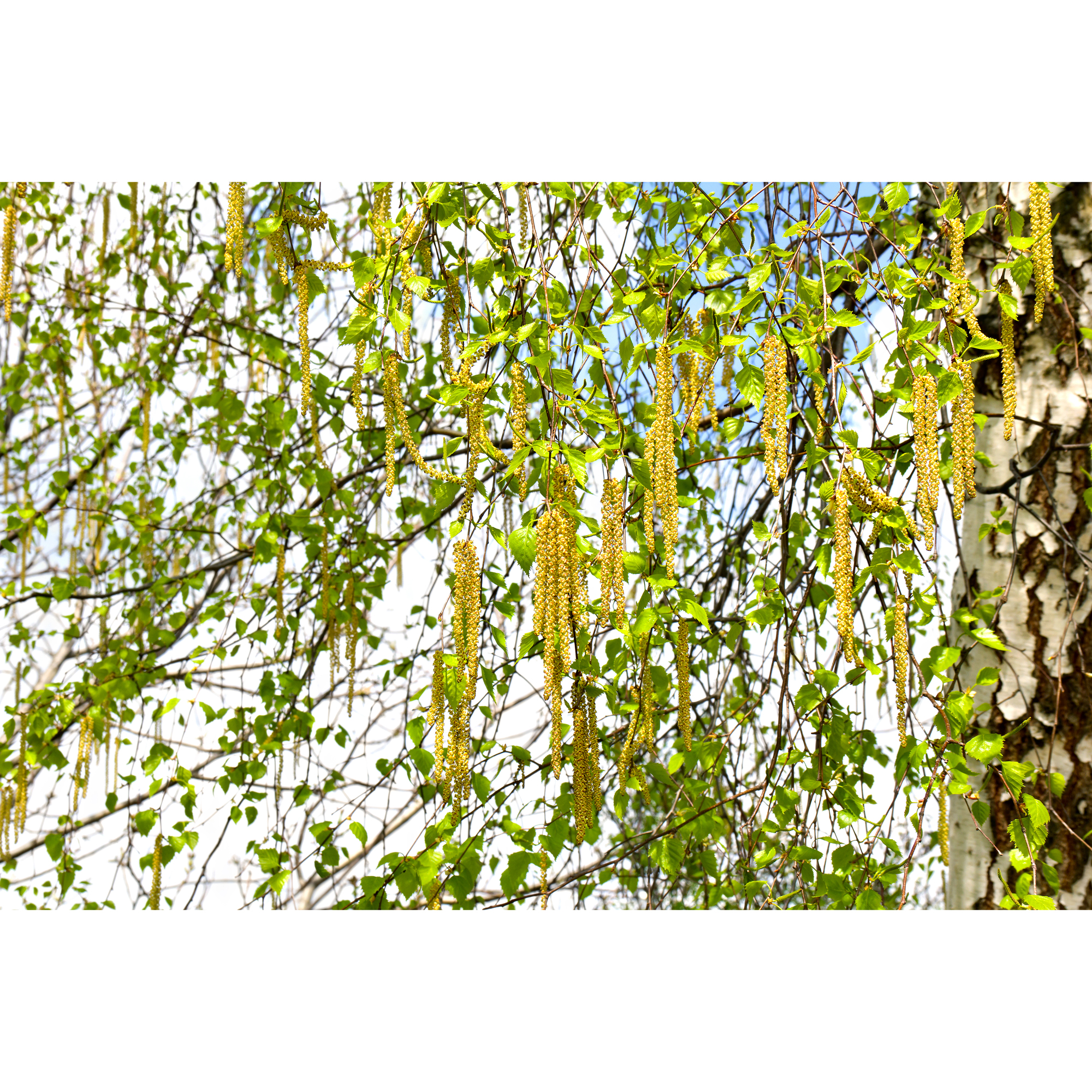 Högstamsträd Omnia Garden Vårtbjörk, Alléträd 300-400 cm för Trädgård & Utemiljö